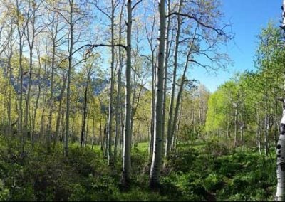 aspen forests Utah near Park City